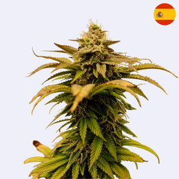 Sleepy Joe - Anesia Seeds Steckling close-up of the flowering cannabis plant with lush green leaves.