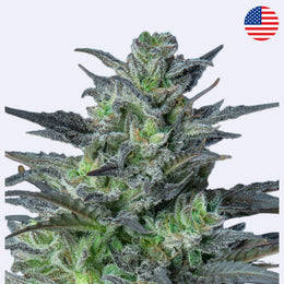 Sleepy Joe Feminisierte Samen von Anesia Seeds, grüne und reiche Cannabisblüten.
