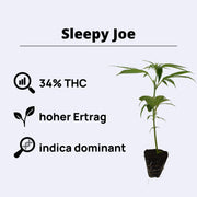 Sleepy Joe plant showing 34% THC, 8-9 weeks flowering time, high yield, and indica dominant characteristics.