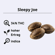 Sleepy Joe feminisierte Samen mit 34% THC, hohem Ertrag und indica Eigenschaften.