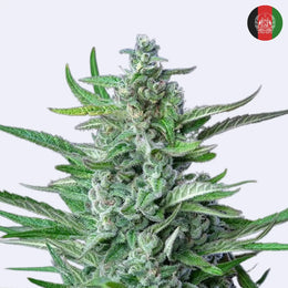 Special Kush #1 feminisierte Samen