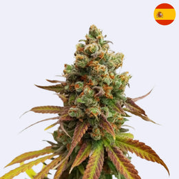 Special Queen #1 feminisierte Samen