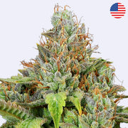 Sticky Boof Autoflowering Samen - Anesia Seeds