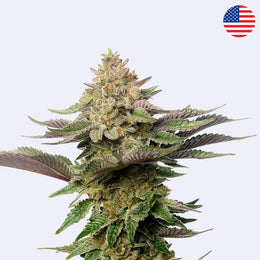 Strawberry Glue Feminisierte Samen