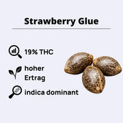 Strawberry Glue Feminisierte Samen