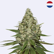 Super Lemon Haze Autoflowering Samen