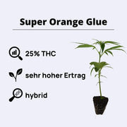 Super Orange Glue - Relentless Genetics - Steckling with 25% THC, high yield, and hybrid characteristics.