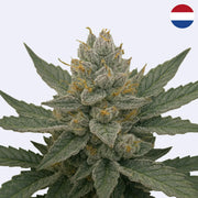 Super Silver Haze - Steckling