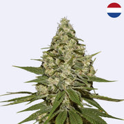 Super Lemon Haze Feminisierte Samen von Green House Seeds mit dichten Blüten und reichem Blattwerk.
