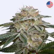 Super Lemon Haze x GMO Feminisierte Samen von Green House Seeds, hochwertige Cannabisblüte.