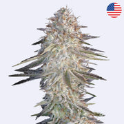 Super Lemon Haze x Pink Candy Feminisierte Samen - Green House Seeds mit dichten Blüten und harzigen Trichomen