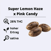 Super Lemon Haze x Pink Candy feminisierte Samen mit 28% THC und hohen Ertrag.