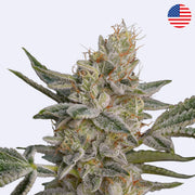 Super Lemon Haze x RS11 Feminisierte Samen von Green House Seeds - Detailaufnahme einer Blütenknospe