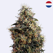 Sweet Mango Autoflowering Samen