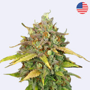 Sweet ZZ Autoflowering Samen