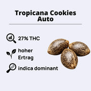 Tropicana Cookies Autoflowering Samen
