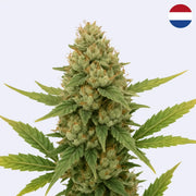 White Russian Steckling - Serious Seeds