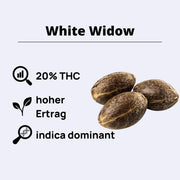 White Widow Feminisierte Samen