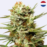 White Widow Autoflowering Samen