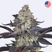 Ztrawberry Feminisierte Samen